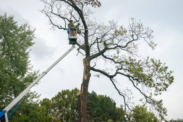 Best Tree Trimming and Pruning  in Hopkinsville, KY