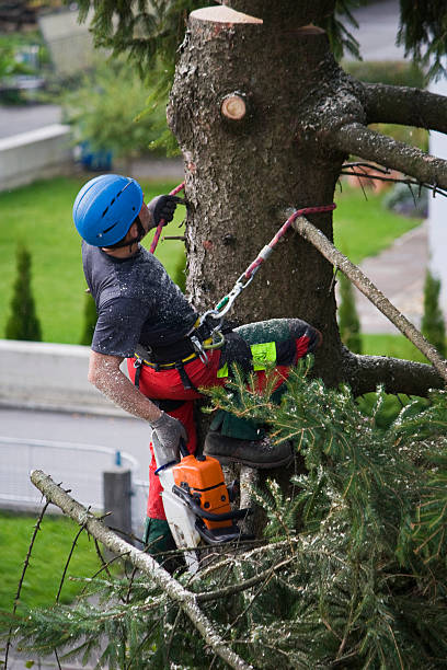 Best Palm Tree Trimming  in Hopkinsville, KY